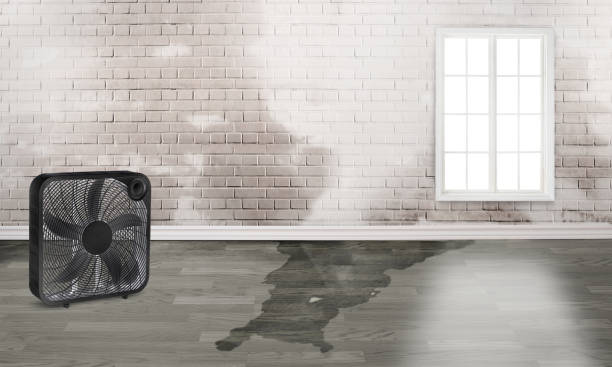 Best Water damage restoration specialists  in Kenova, WV