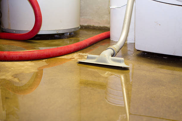 Best Professional water damage repair  in Kenova, WV